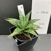 限定数量！期間限定】＜花芽付き3/24現在＞サンスベリア 5号