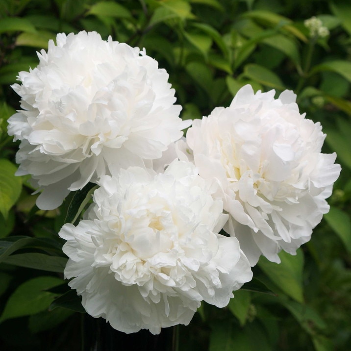 ako様 シャクヤク　マダムクロードダン　7号鉢　蕾付き　大苗×2鉢 予約】芍薬 シャクヤク 7号 マダムクロードダン※2026年11月下旬以降
