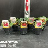 数量限定】サンスベリア 3.5号 レア品種お買い得5鉢セット（3）白陶器