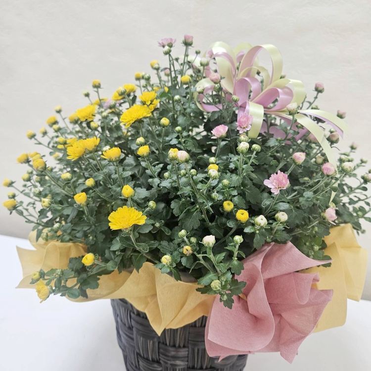 寄せ植え・アレンジ,フラワーバスケットの購入なら赤塚植物園