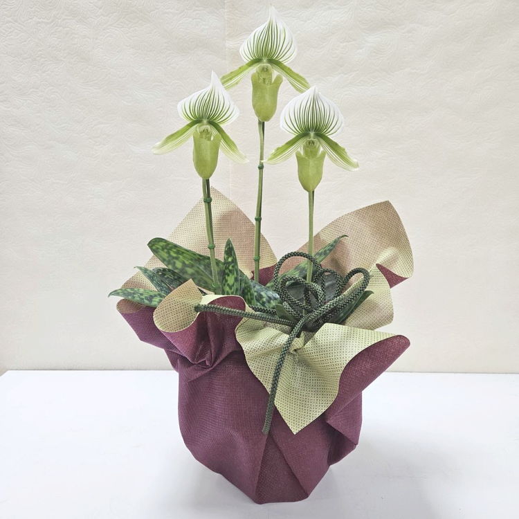 寄せ植え・アレンジ,フラワーバスケットの購入なら赤塚植物園
