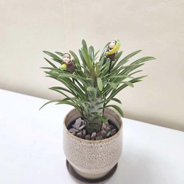 寄せ植え・アレンジ,フラワーバスケットの購入なら赤塚植物園