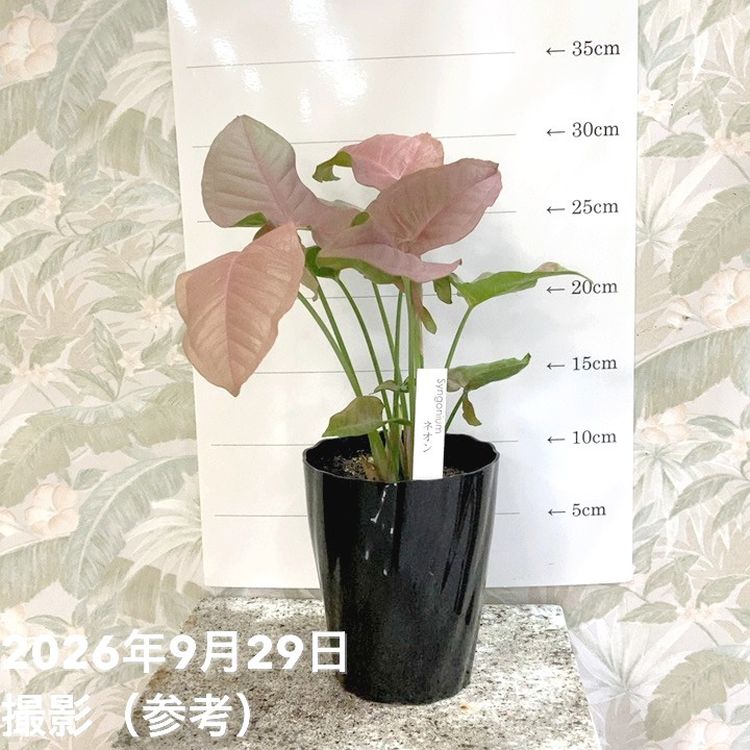 □置き場所で選ぶの購入なら赤塚植物園オンライン 花の音｜花苗