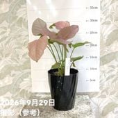 お買い得！】ザミア フロリダーナ（メキシコソテツ）7号 ｜観葉10-TU