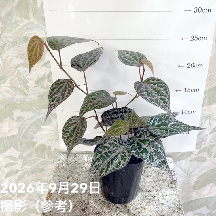 □置き場所で選ぶの購入なら赤塚植物園オンライン 花の音｜花苗
