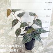モンステラ デリシオサ 7号｜観葉04-PA | 観葉・多肉,モンステラ