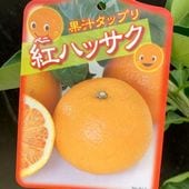 レモン スイートレモネード 5号ロングポット 2年生苗｜柑橘｜果樹04-PA