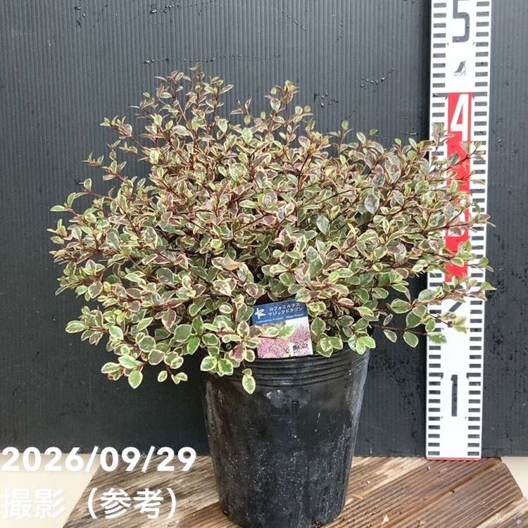 花木・庭木,[珍しい花木・庭木]の購入なら赤塚植物園オンライン 花の音