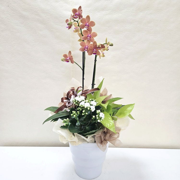 寄せ植え・アレンジ,フラワーバスケットの購入なら赤塚植物園