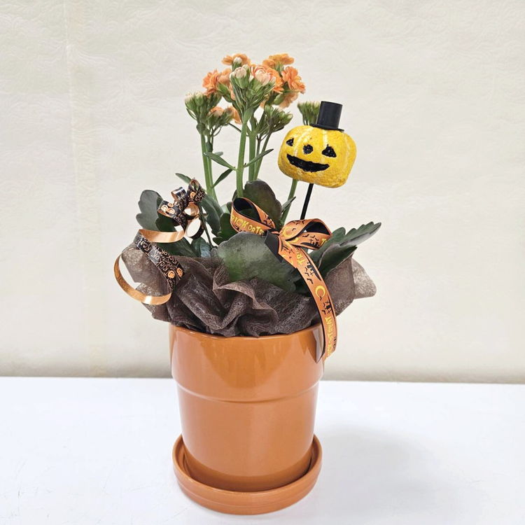 寄せ植え・アレンジ,フラワーバスケットの購入なら赤塚植物園