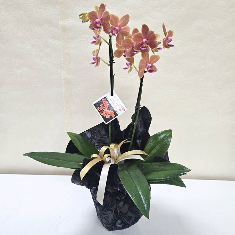 寄せ植え・アレンジ,フラワーバスケットの購入なら赤塚植物園
