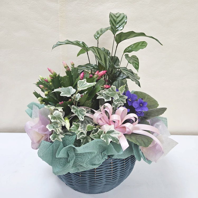 寄せ植え・アレンジ,フラワーバスケットの購入なら赤塚植物園
