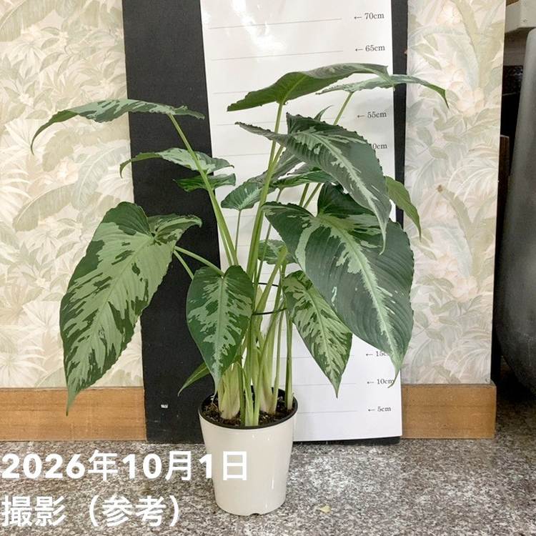 赤塚植物園オンライン 花の音の商品一覧ページ 運営 株式会社 赤塚植物園