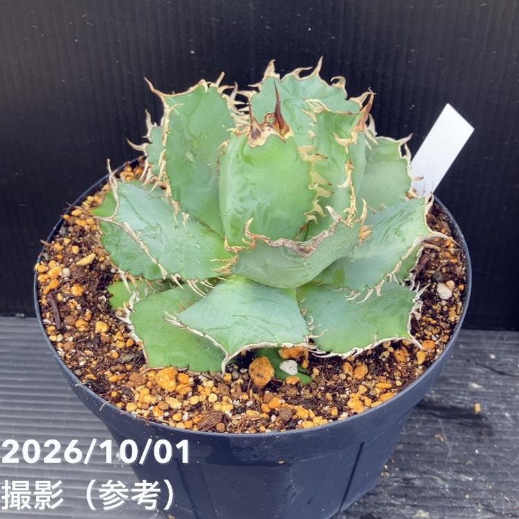 観葉・多肉,アガベの購入なら赤塚植物園オンライン 花の音｜花苗