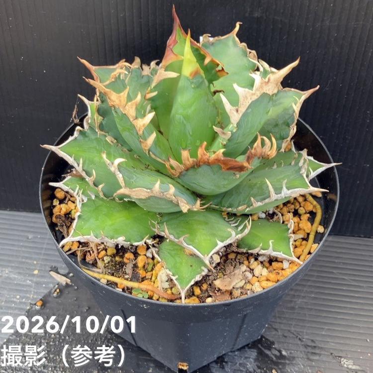 観葉・多肉,アガベの購入なら赤塚植物園オンライン 花の音｜花苗