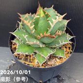 現品お届け】アガベ 4号 ホリダ 錦（斑入り）（A12）｜観葉01-D1