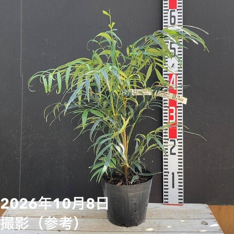 マホニア コンフューサ 5号｜花木04-PA | 花木・庭木 | 赤塚植物園