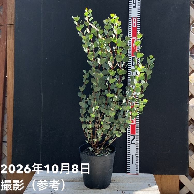 花木・庭木,[オージープランツ]の購入なら赤塚植物園オンライン 花の音