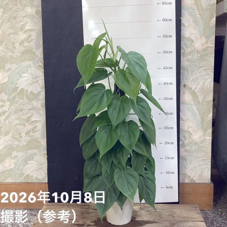 観葉・多肉,アグラオネマの購入なら赤塚植物園オンライン 花の音｜花苗