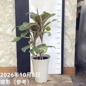 斑入りプルメリア 5号｜観葉04-PA | 花木・庭木 | 赤塚植物園