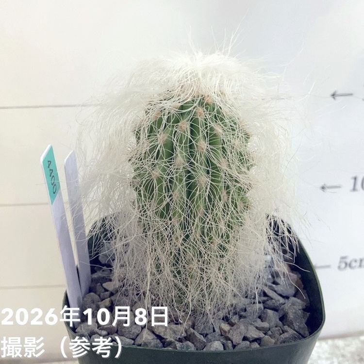 観葉・多肉,[多肉植物・サボテン]の購入なら赤塚植物園オンライン 花の
