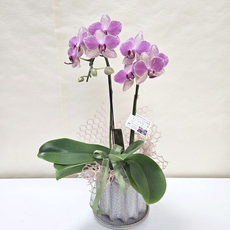 ギフト,[予算から探す]の購入なら赤塚植物園オンライン 花の音｜花苗