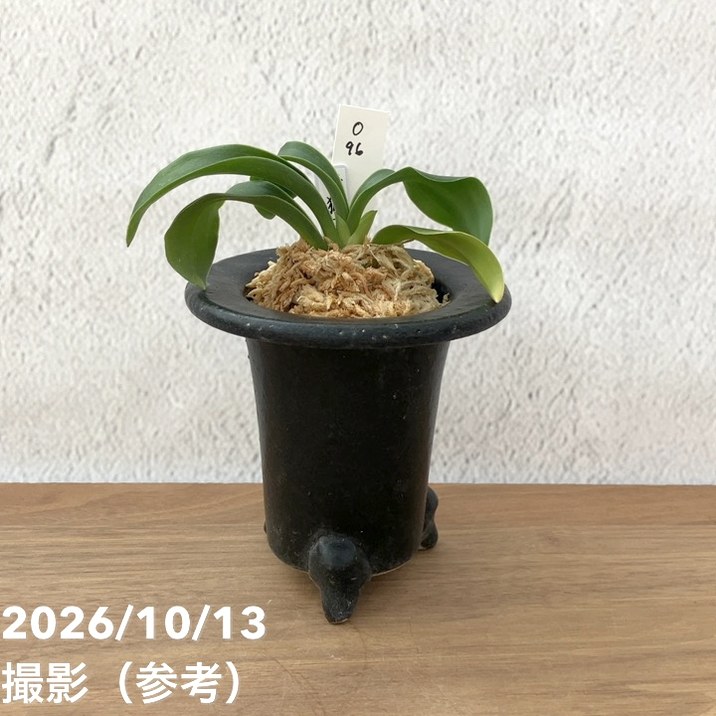 秋セール10%OFF！11/1まで】【現品お届け】豊明園 万年青 オモト 青
