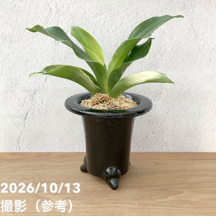 福の光