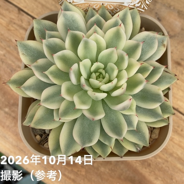 エケベリア