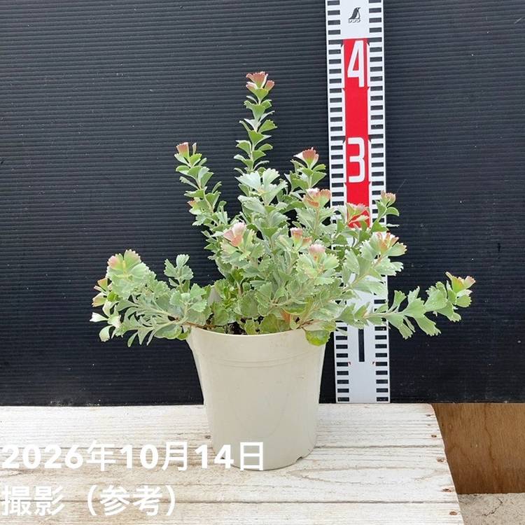 花木・庭木,[オージープランツ]の購入なら赤塚植物園オンライン 花の音