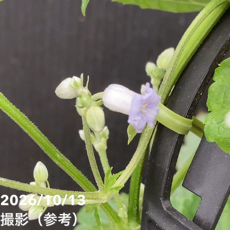 伊吹山の草ボタン