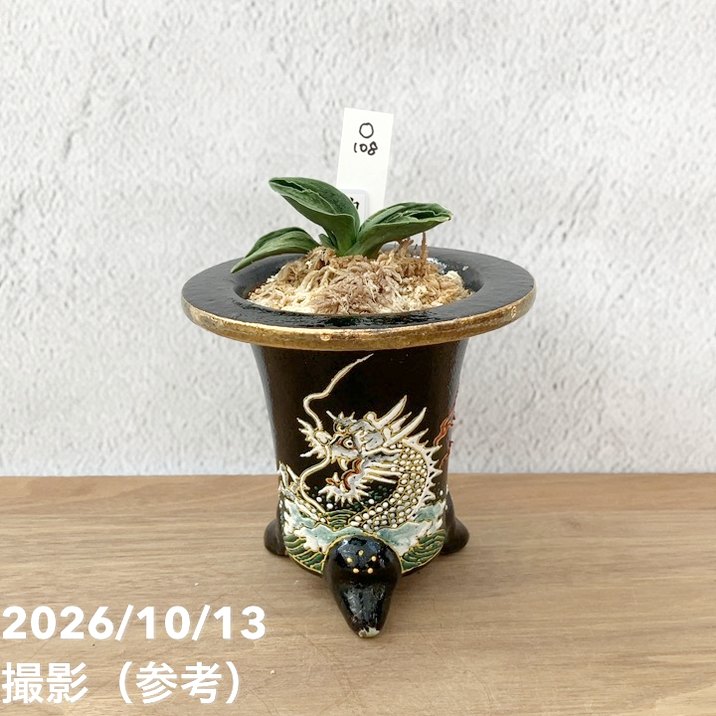 観葉・多肉,万年青（オモト）の購入なら赤塚植物園オンライン 花の音