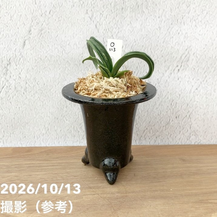 万年青　皇帝 観葉・多肉,万年青（オモト）の購入なら赤塚植物園オンライン 花の音