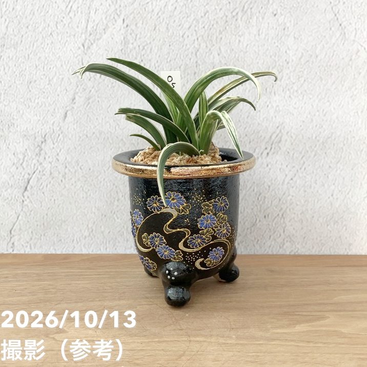 観葉・多肉,万年青（オモト）の購入なら赤塚植物園オンライン 花の音