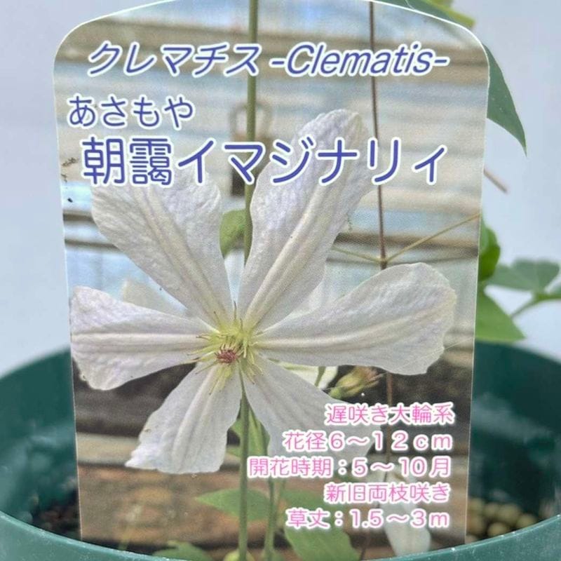 草花,クレマチスの購入なら赤塚植物園オンライン 花の音｜花苗