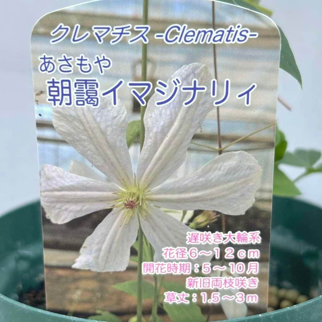 クレマチス 朝靄イマジナリィ 4号スリット鉢｜草花04-PA | 草花