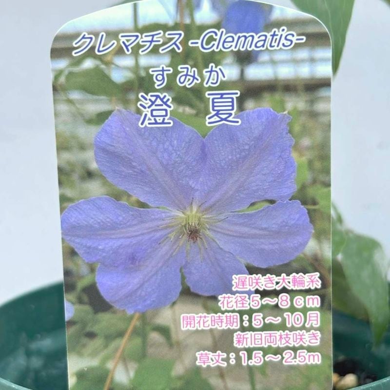 草花の購入なら赤塚植物園オンライン 花の音｜花苗・ガーデニング