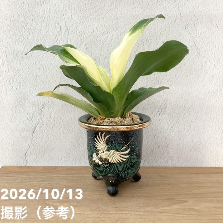 万年青　皇帝 観葉・多肉,万年青（オモト）の購入なら赤塚植物園オンライン 花の音