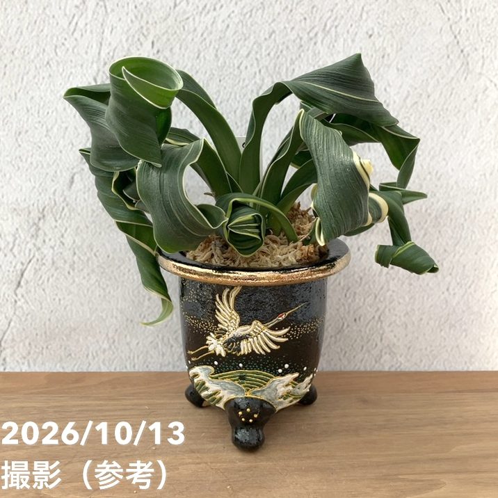 鶴麒麟
