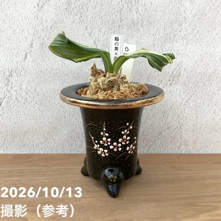 観葉・多肉,万年青（オモト）の購入なら赤塚植物園オンライン 花の音