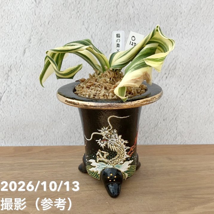 観葉・多肉,万年青（オモト）の購入なら赤塚植物園オンライン 花の音
