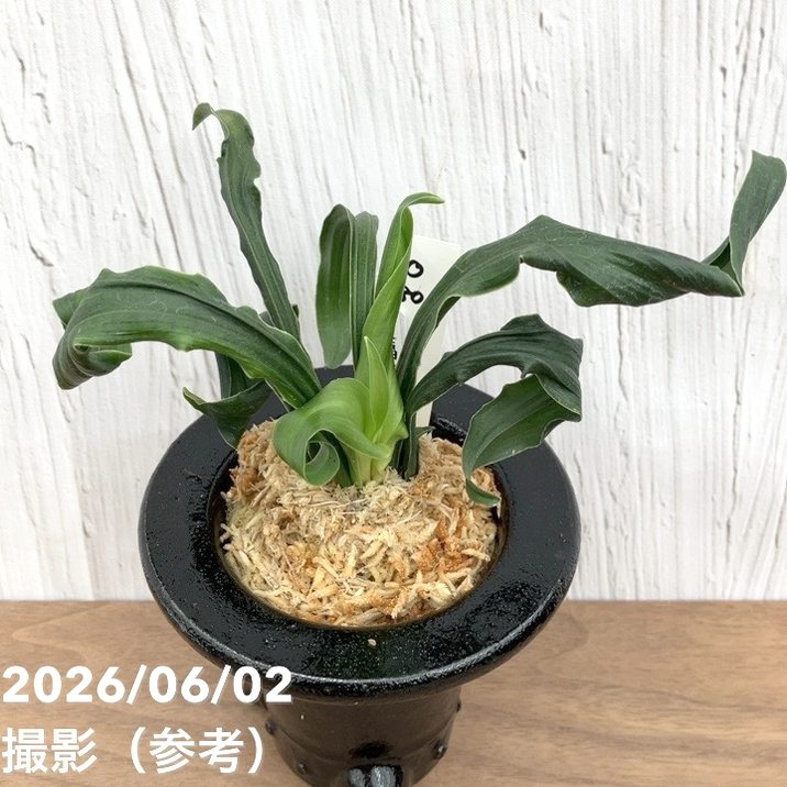 現品お届け】豊明園 万年青 オモト 笑福獅子（しょうふくじし）黒鉢