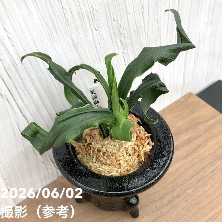 現品お届け】豊明園 万年青 オモト 笑福獅子（しょうふくじし）黒鉢