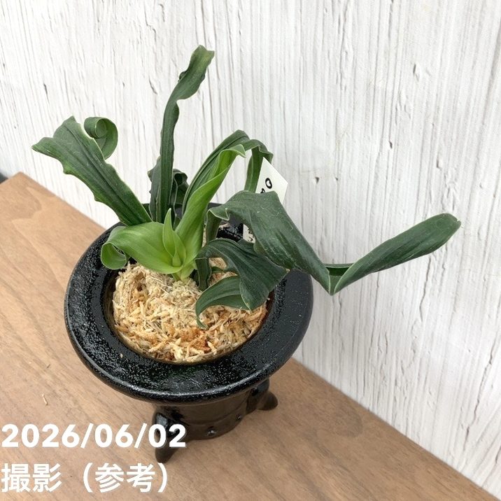 現品お届け】豊明園 万年青 オモト 笑福獅子（しょうふくじし）黒鉢