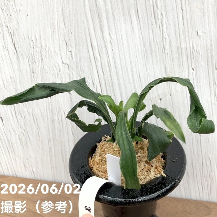 現品お届け】豊明園 万年青 オモト 笑福獅子（しょうふくじし）黒鉢