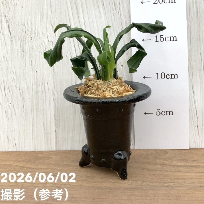 現品お届け】豊明園 万年青 オモト 笑福獅子（しょうふくじし）黒鉢