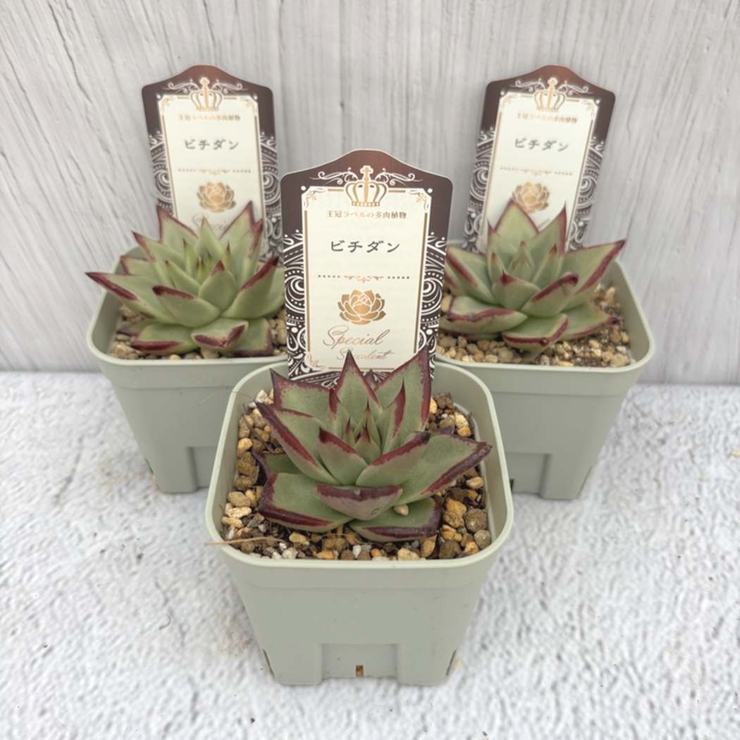 吉坂包装さん 王冠ラベルの多肉植物 エケベリア ビチダン 3号×3鉢