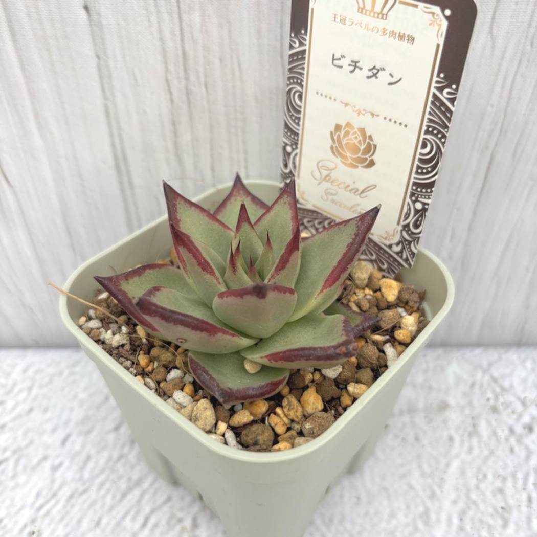 秋セール10%OFF！11/1まで】吉坂包装さん 王冠ラベルの多肉植物