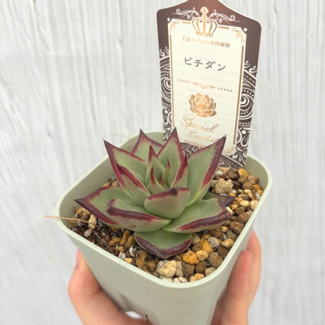 吉坂包装さん 王冠ラベルの多肉植物 エケベリア ビチダン 3号×3鉢