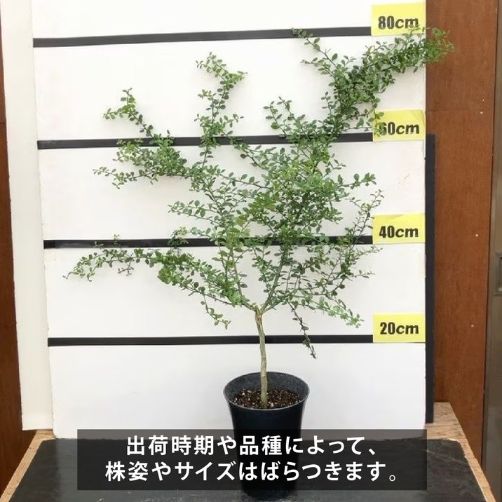 こるふぁーむ フィンガーライム 5号 アルストンビル(代引き不可)|柑橘|果樹10-CO